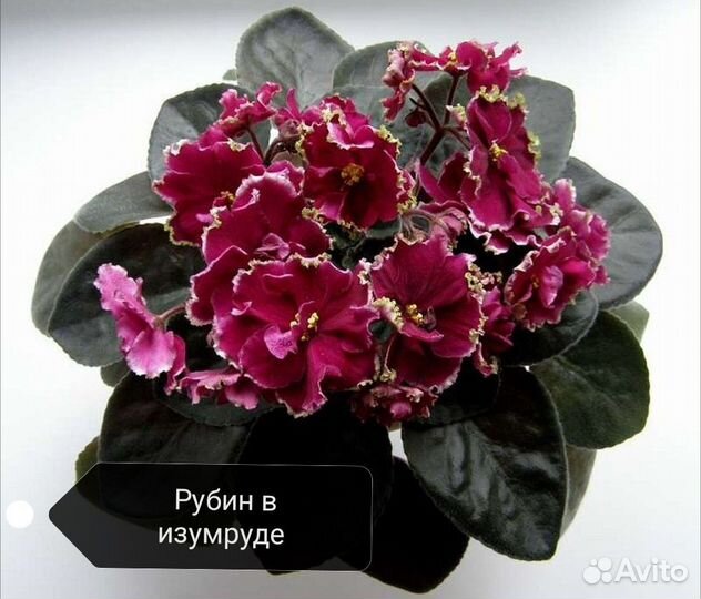 Детки сортовых фиалок из моей коллекции