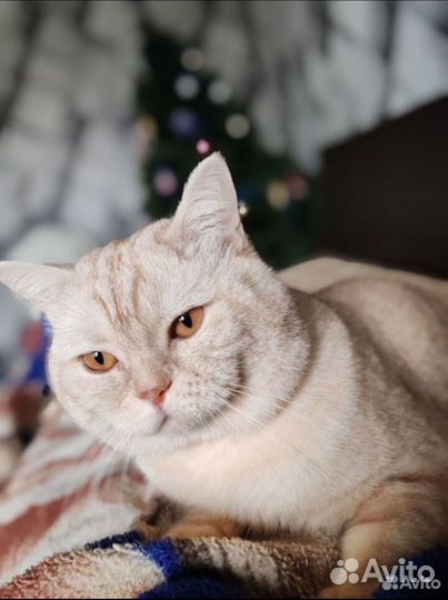 Шотландская кошка мраморный окрас