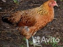 Куры несушки