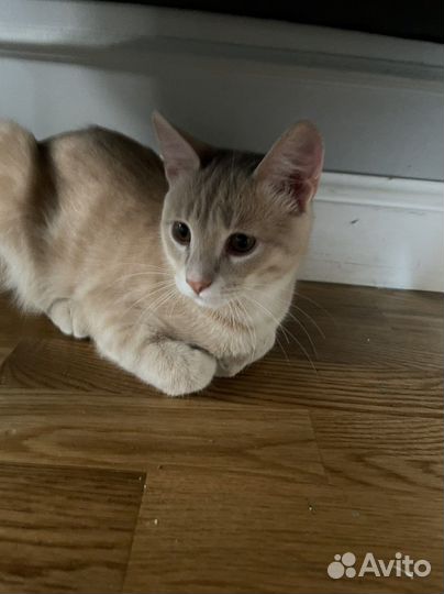 Котята в добрые руки бесплатно