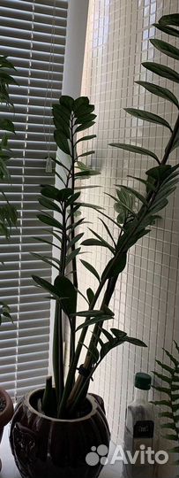 Замиокулькас