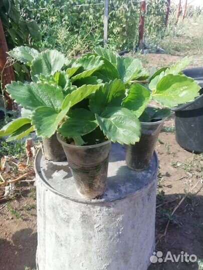 Сортовые саженцы клубники и малины