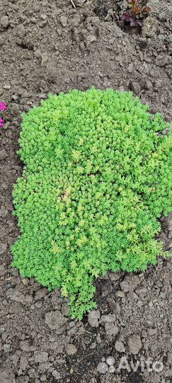 Почвопокровные растения