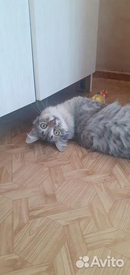Кот Пушок 7 месяцев в добрые руки
