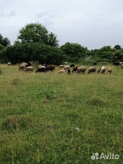 Овцы бараны