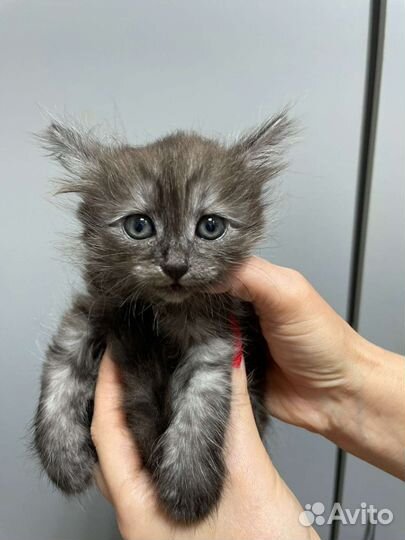 Котенок девочка бесплатно