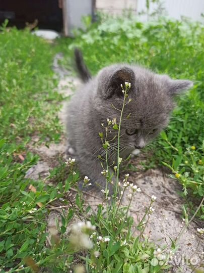 Кошка в дар бесплатно