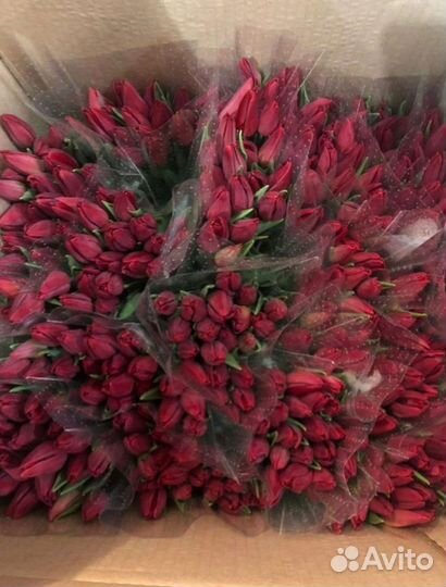 Луковица тюльпанов оптом 12;14+для выгонки