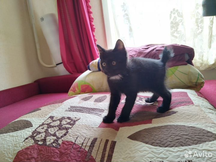 Котенок курильский бобтейл