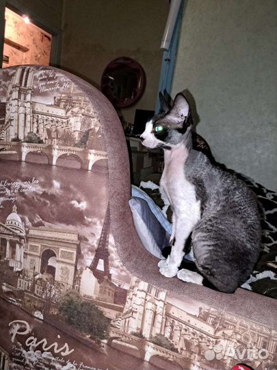 Корниш-рекс