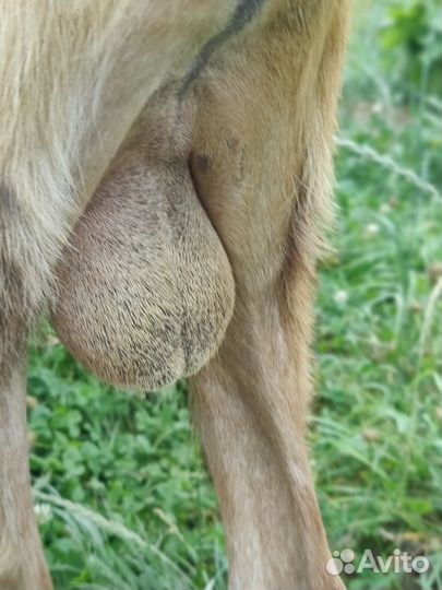 Козел на покрытие