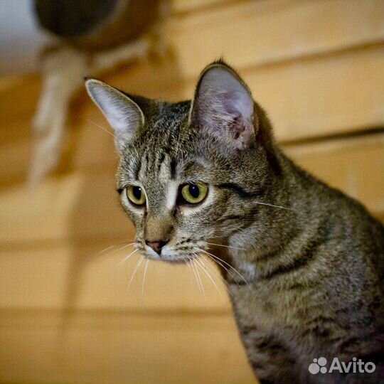 Капитошка, 8 месяцев