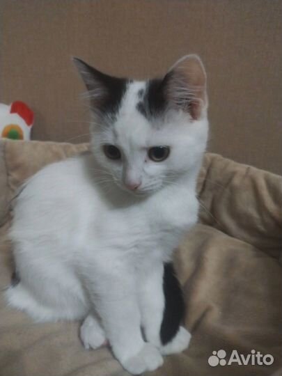 Кошка мышеловка