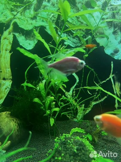 Тернеция глофиш