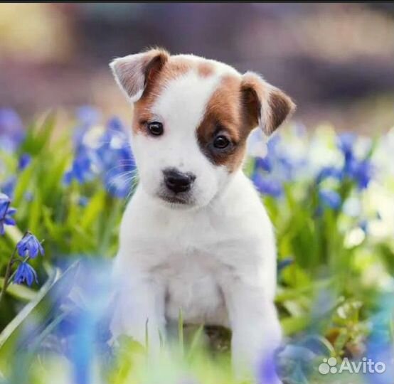 Джек Рассел щенки