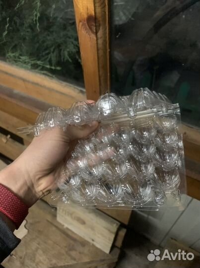 Упаковка для перепелиных яиц