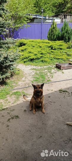 Немецкая овчарка в добрые руки