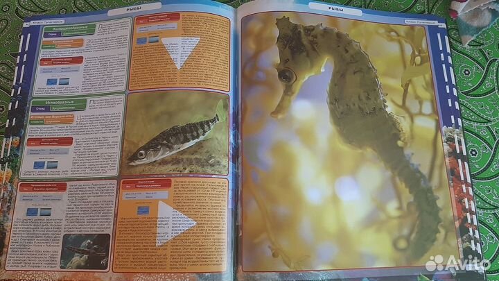 Роскошные энциклопедии