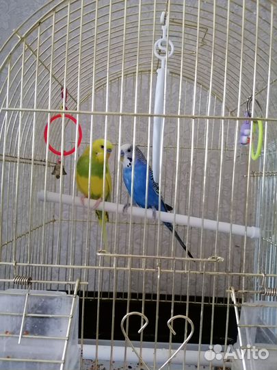 Попугаи вместе с клеткой