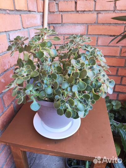 Аихризон дерево любви