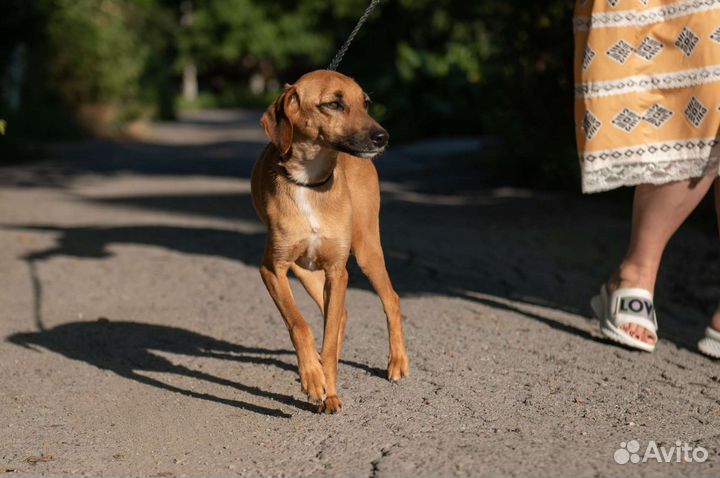 Собака в добрые руки