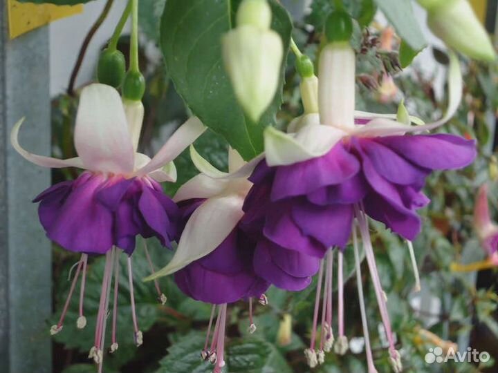 Фуксии сортовые