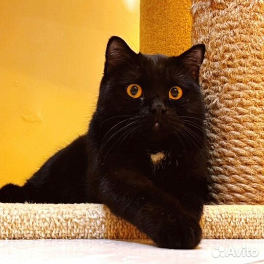 Мейсон ищет дом