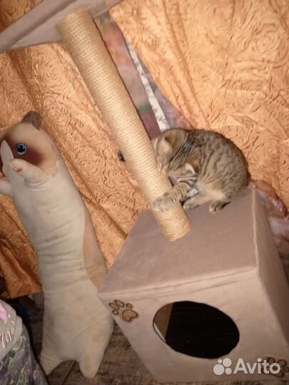 Когтеточка домик для кошки