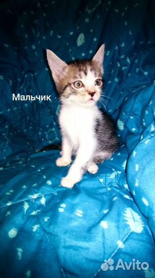 Котята