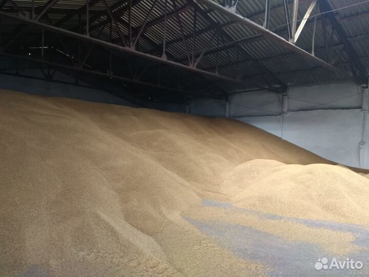 Овес.Горох. Ячмень.Пшеница.Лён.Семена