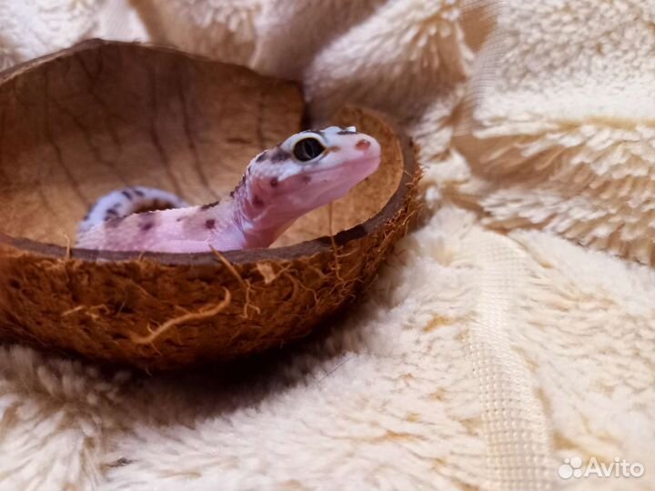 Геккон эублефар самка