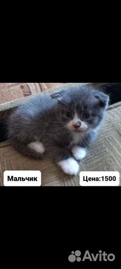 Котята вислоухие