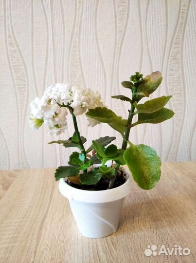 Комнатные растения цветы