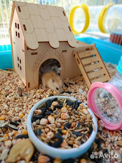 Джунгарские хомячки редкий окрас