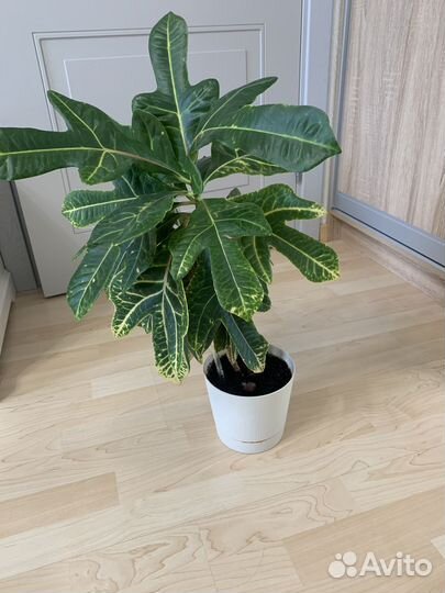 Кодиеум кротон