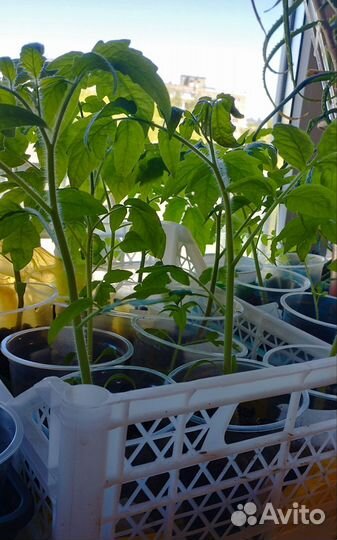 Рассада перца и томатов