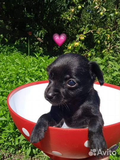 Той-терьер щенки