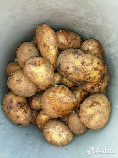 Картофель