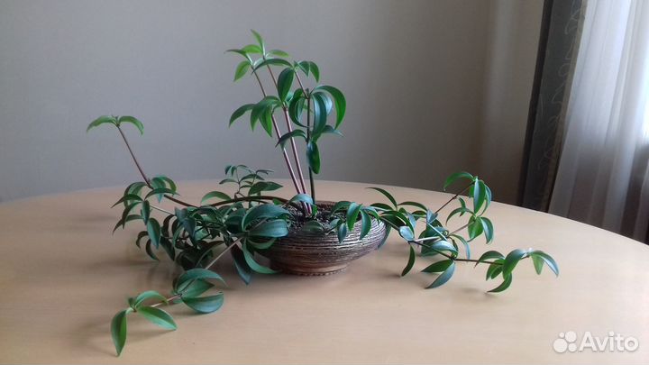 Пеперомия перескиелистная