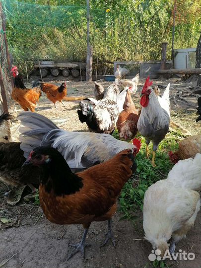 Яйца на инкубацию