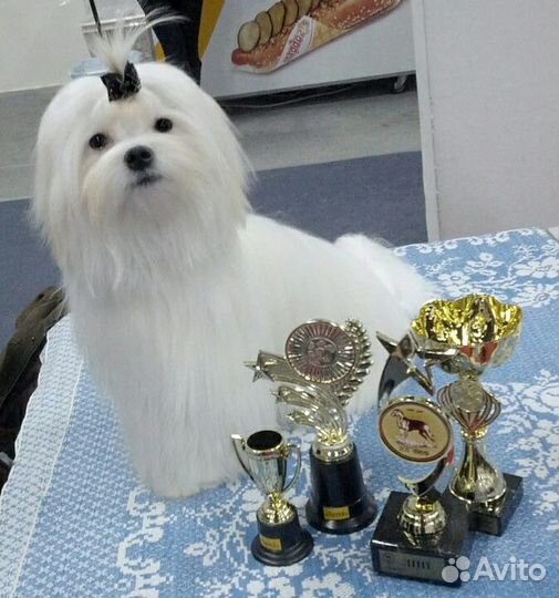 Кобель вязка