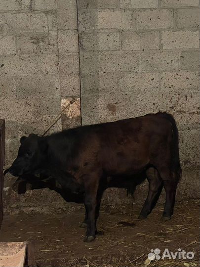 Абердин ангус бычки