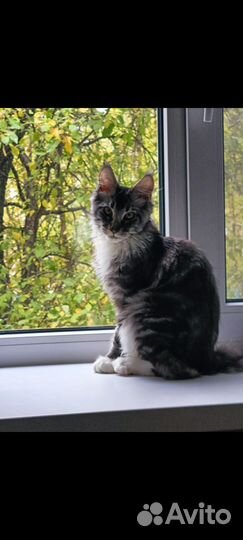 Кошка мейкун