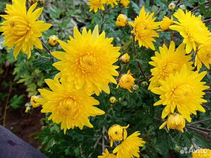 Хризантема, ромашка, аквилегия