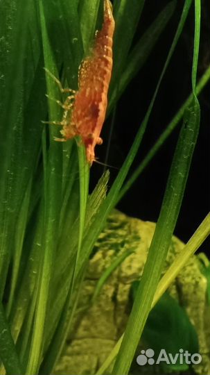 Креветки красный огонь