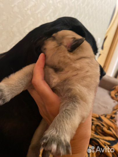 Щенки немецкой овчарки бесплатно