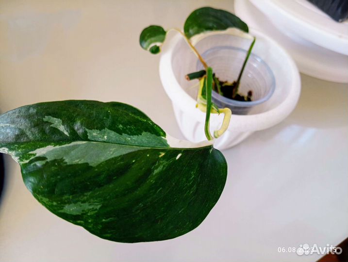 Сциндапсус эпипремнум