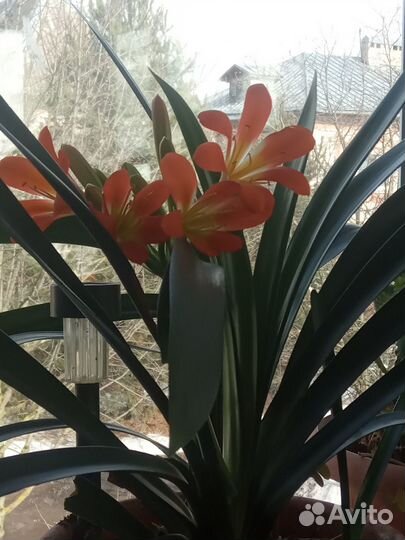 Комнатные цветы