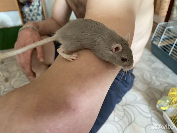 Песчанка
