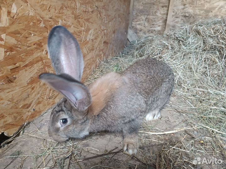 Кролик фландр самец 3 месяца -вес 4 кг